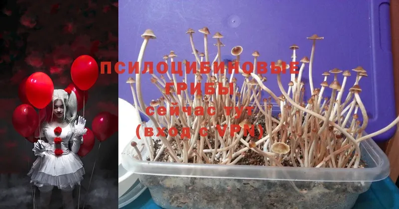 Псилоцибиновые грибы Psilocybe  Кировград 